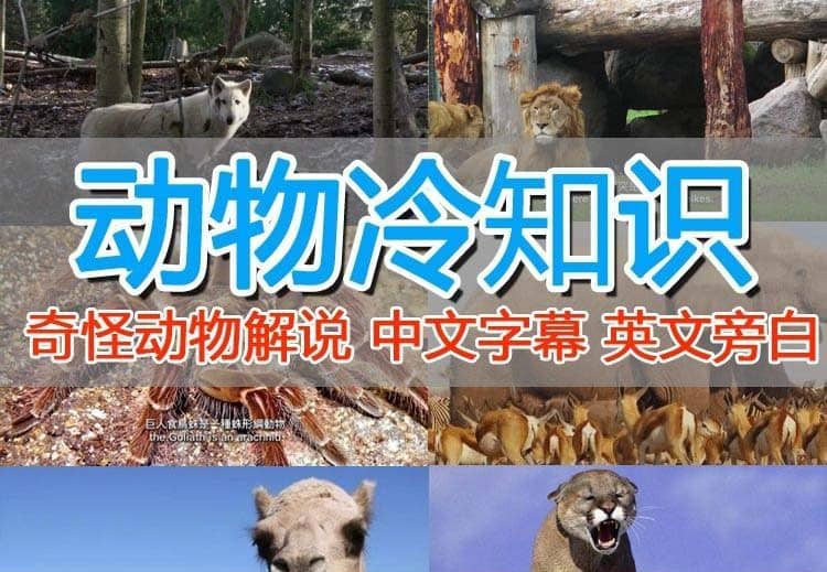 外面卖1699的国外纪录片解说（动物解说、美食、动画片）稳过中视频-源创智汇网